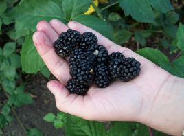 Old Berries Mora