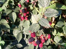 Old Berries Mora